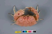 藏品(逍遙饅頭蟹)的圖片